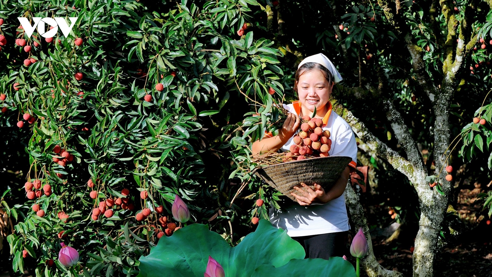 Hải Dương chủ động xúc tiến tiêu thụ vải thiều