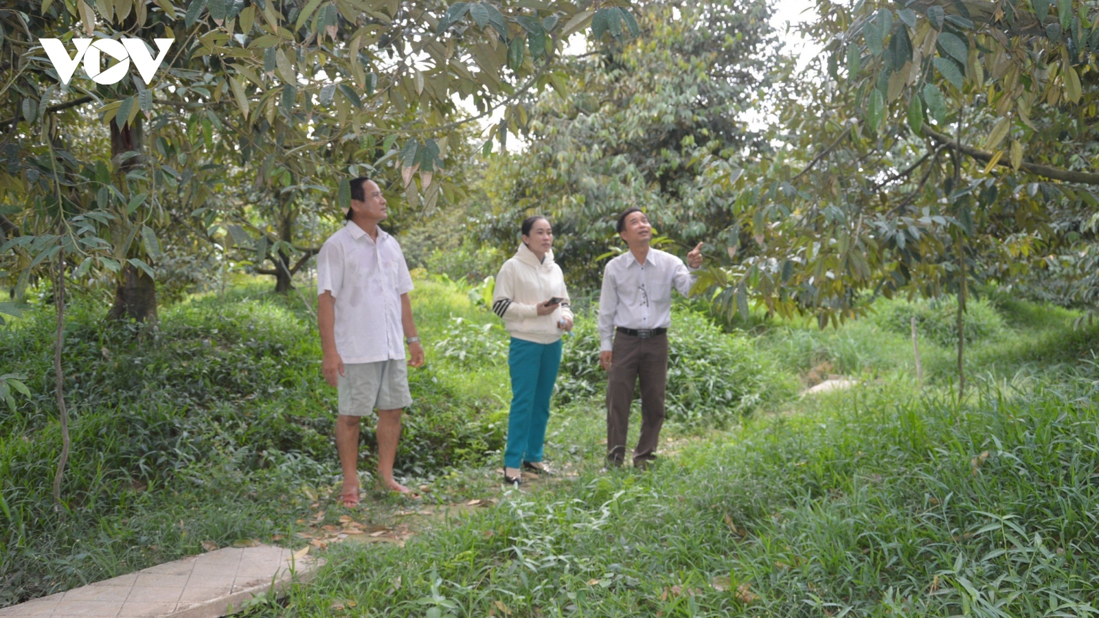 Tiền Giang bảo vệ an toàn hơn 23.000ha vườn cây đặc sản trước xâm nhập mặn