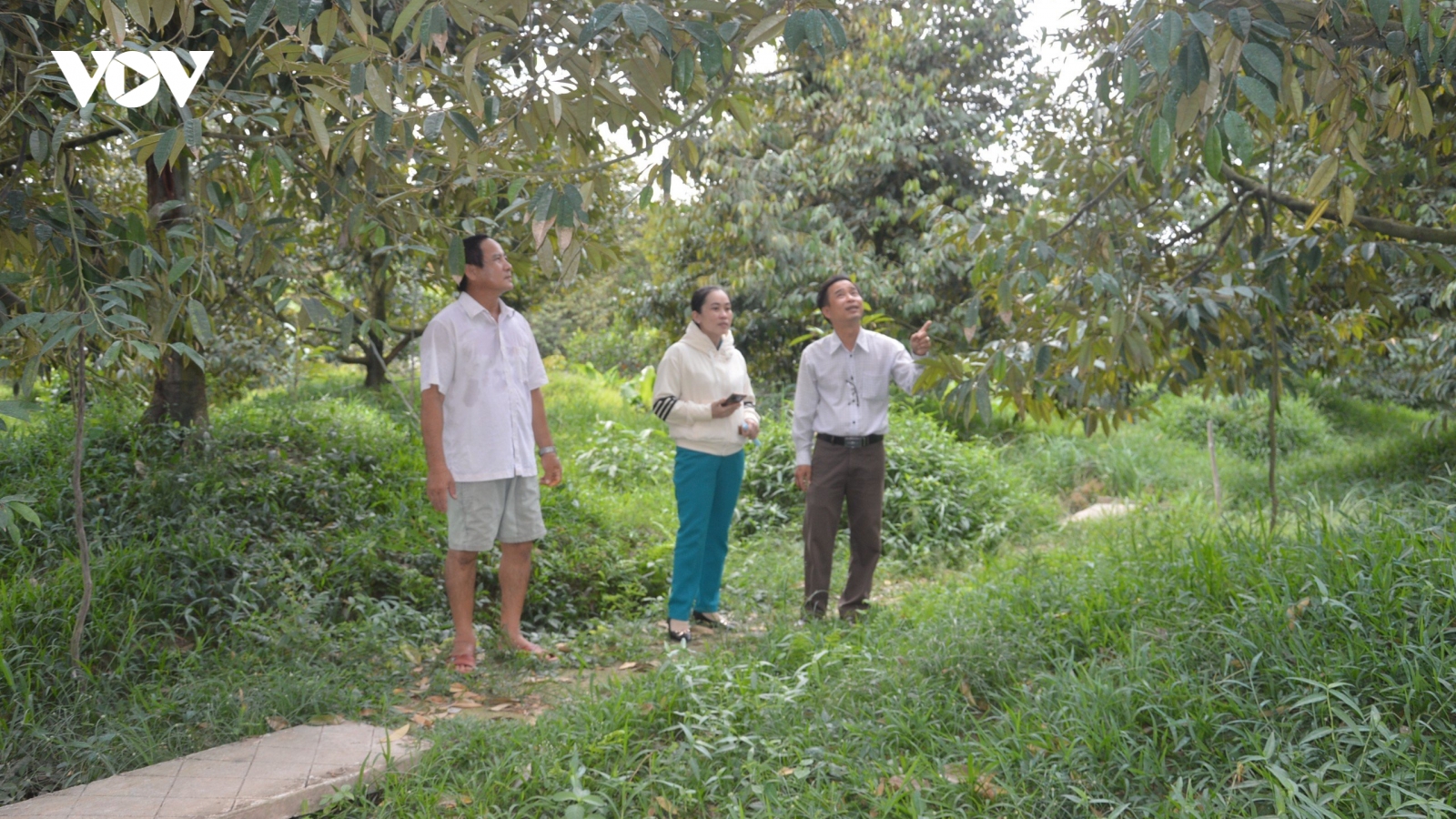Tiền Giang bảo vệ an toàn hơn 23.000ha vườn cây đặc sản trước xâm nhập mặn