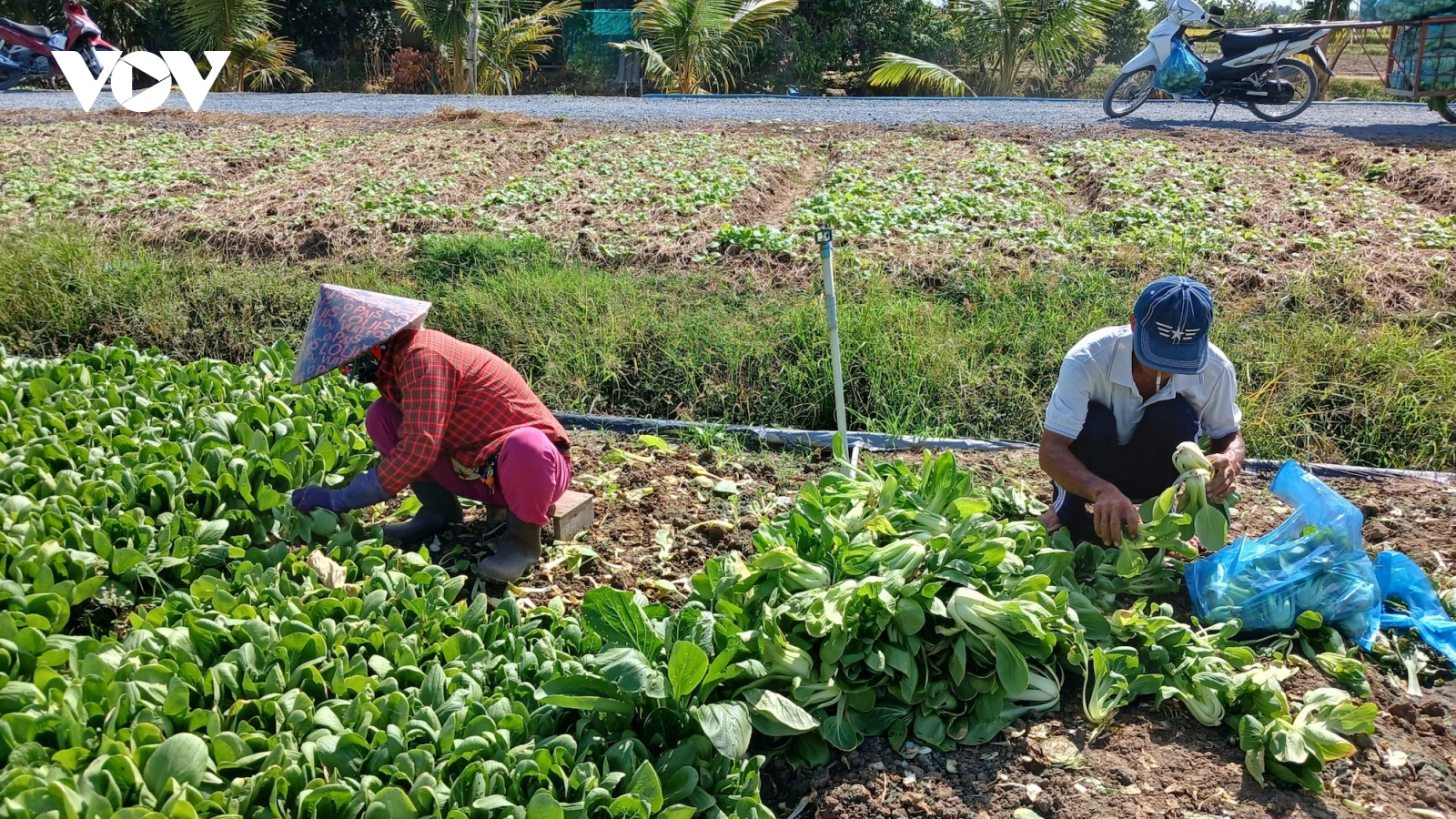 Rau màu mất giá, nông dân không có lãi