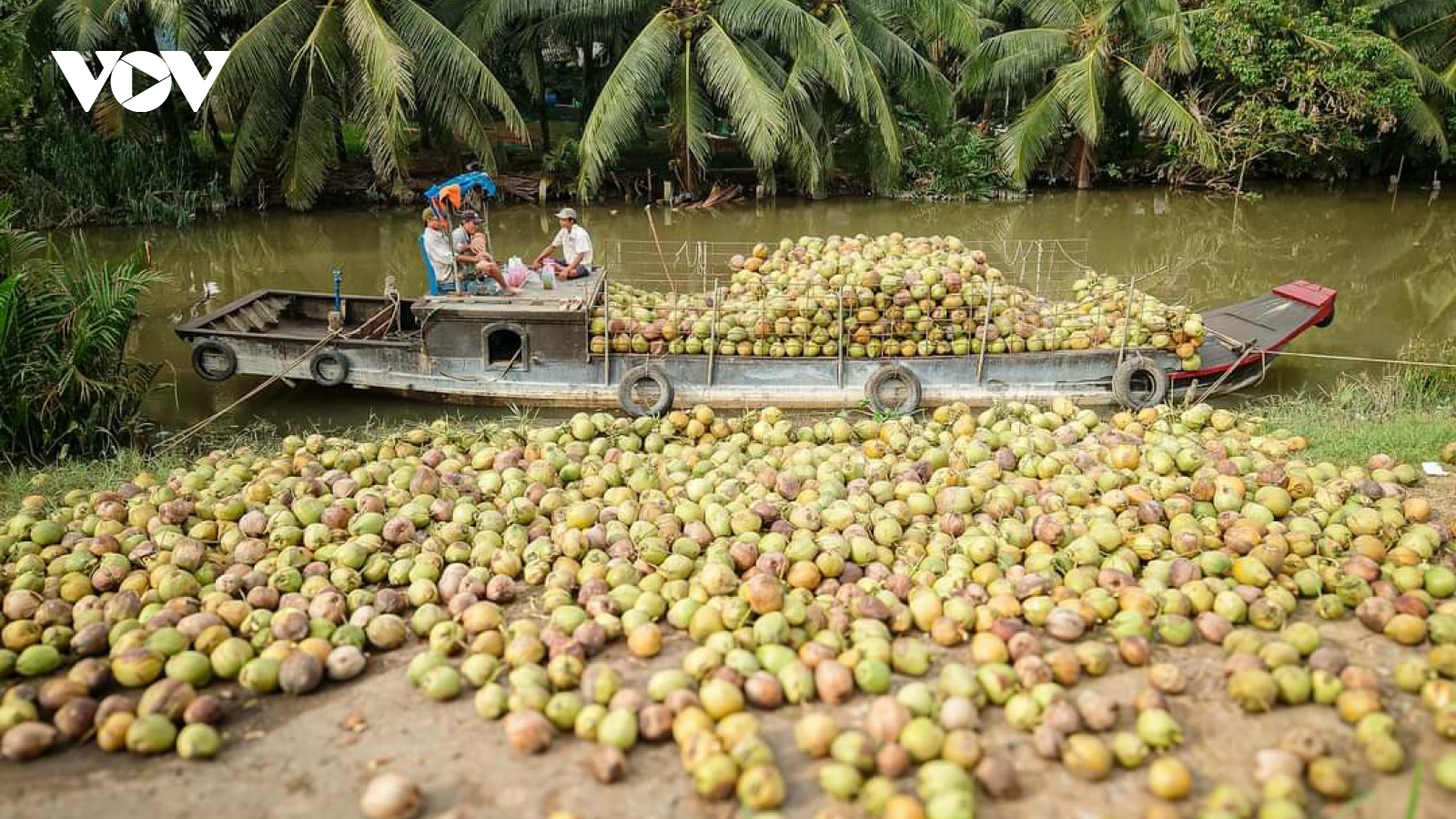 Trái dừa Bến Tre giá thấp lại bị sâu bệnh tấn công