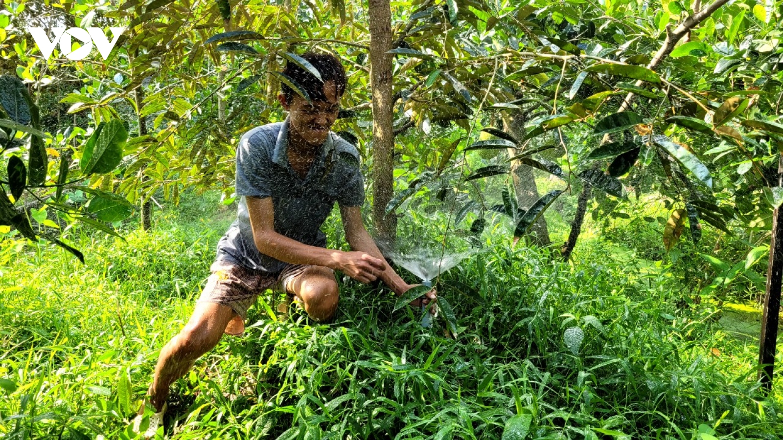 Nước mặn xâm nhập nhiều vườn sầu riêng ở Tiền Giang