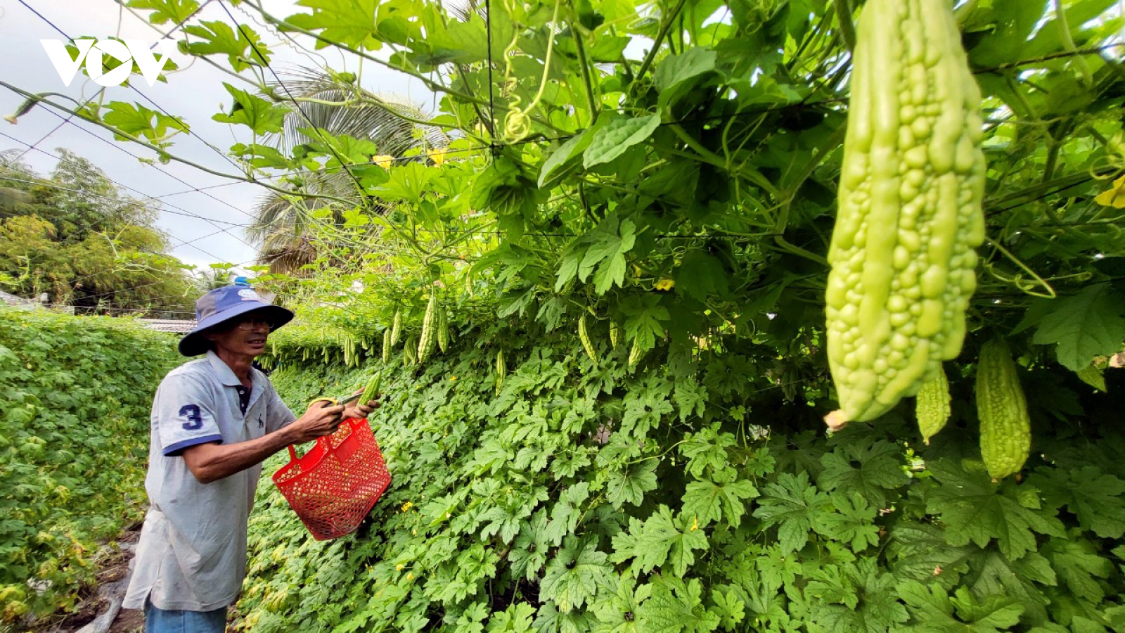 Hậu Giang chuyển đổi đất lúa kém hiệu quả sang cây trồng khác cho lợi nhuận cao