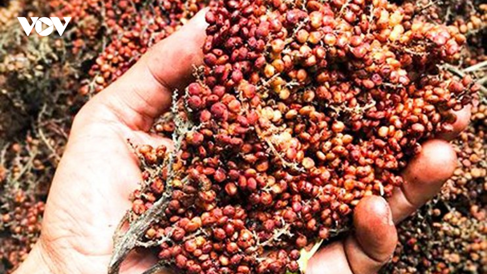 Trái muối rừng Tây Nguyên thành đặc sản được săn lùng
