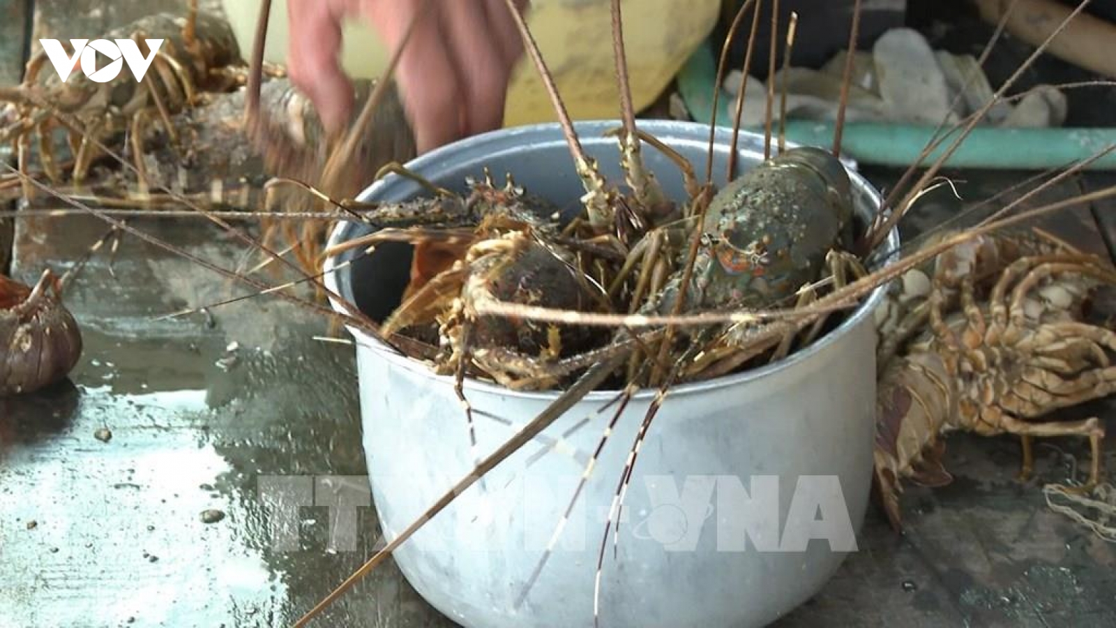 Nguyên nhân ban đầu khiếm tôm hùm bông chết hàng loạt ở Khánh Hòa