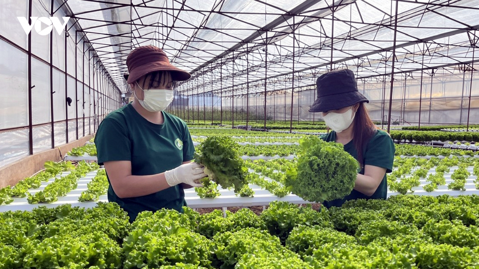 Hợp tác xã và tổ chức kinh tế tập thể vẫn thiếu nguồn nhân lực chất lương cao