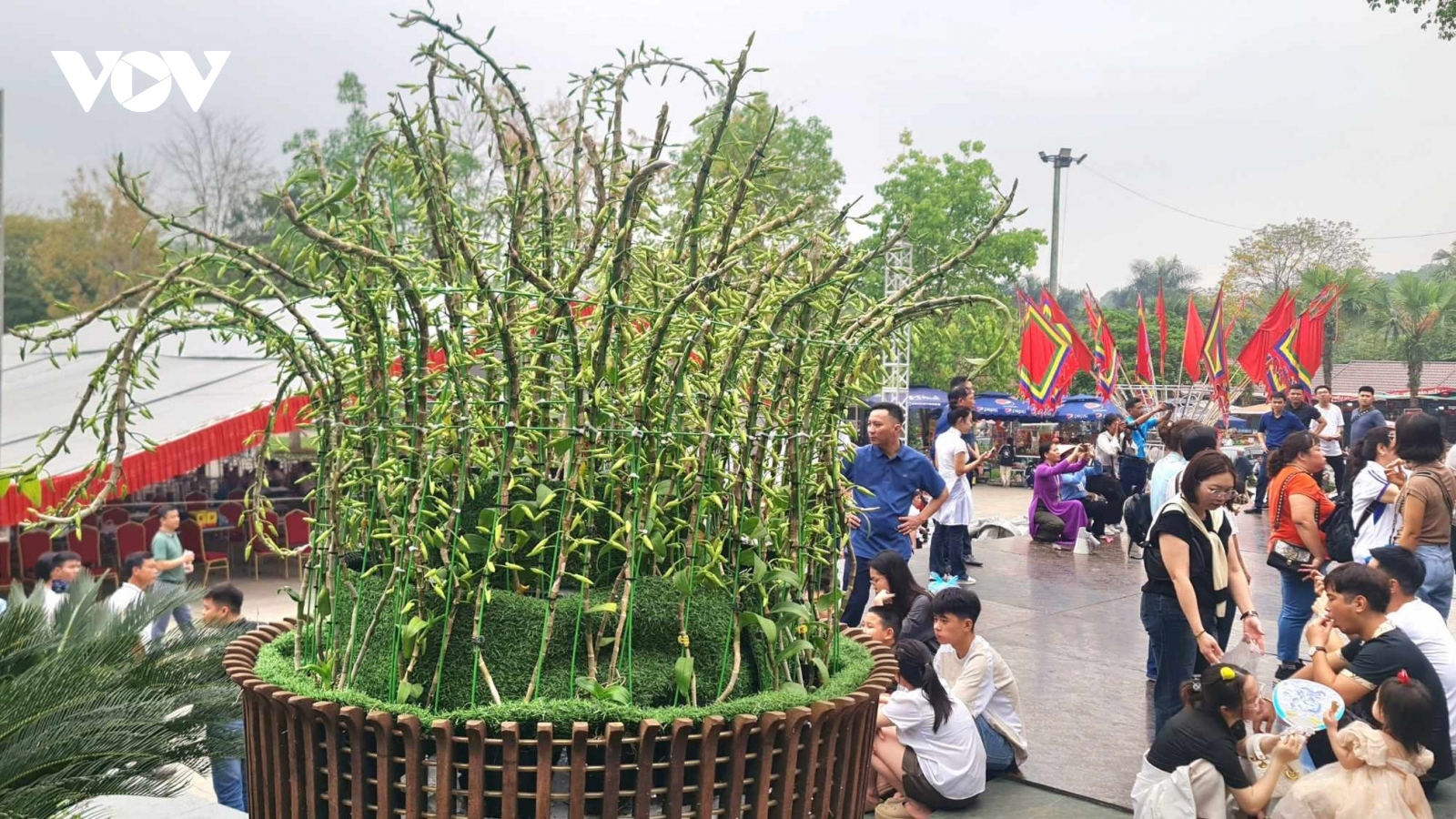 Khai mạc Triển lãm trưng bày hoa lan thẩm mỹ cả nước bên trên Lễ hội Đền Hùng