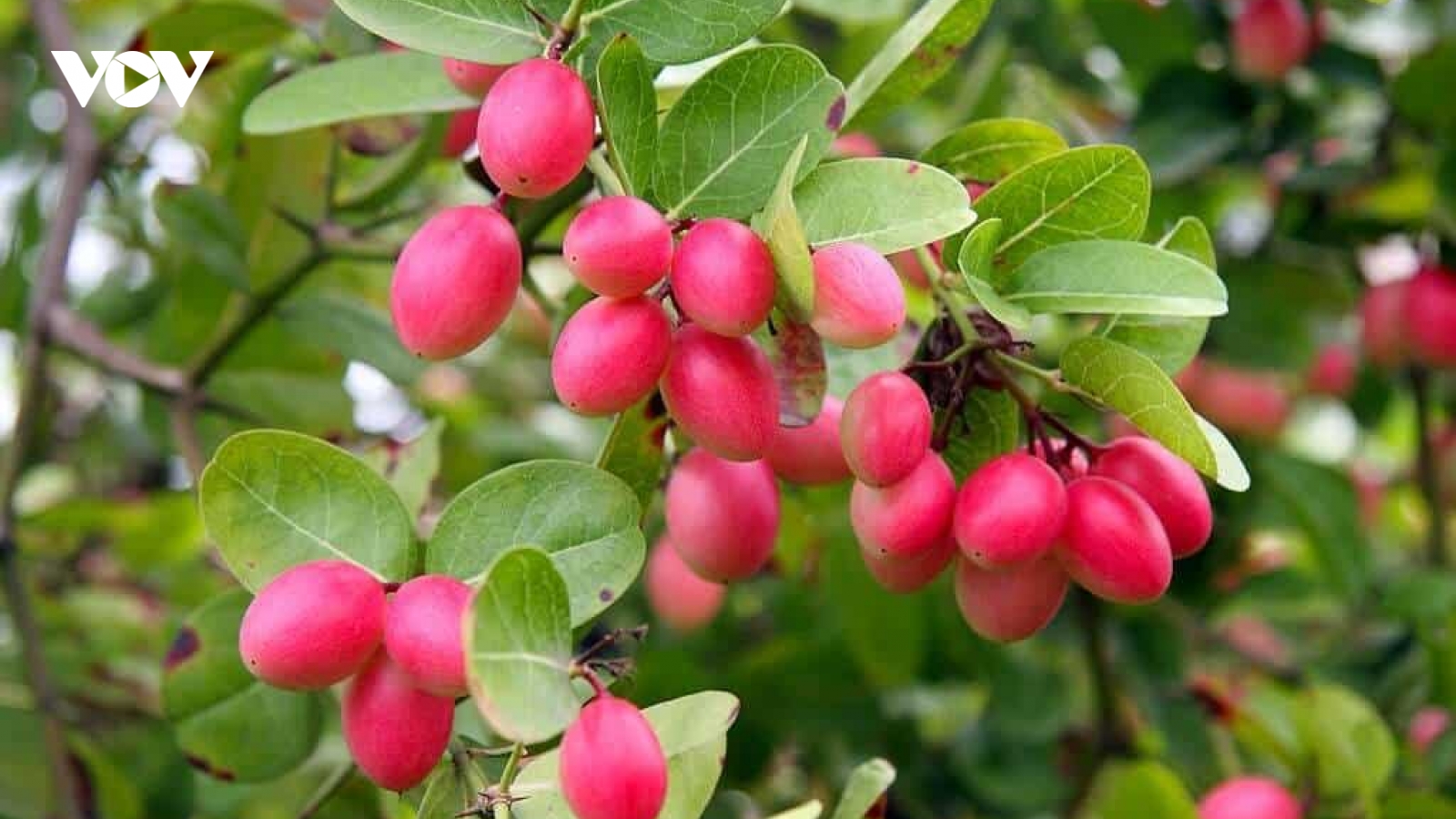 Quả của loại cây trồng làm cảnh thành đặc sản được săn lùng