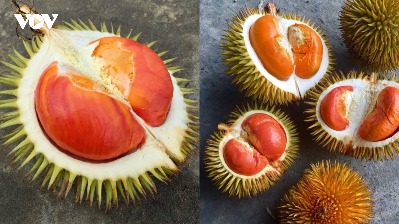 Sầu riêng cầu vồng siêu năng suất nhưng giá vẫn đắt đỏ