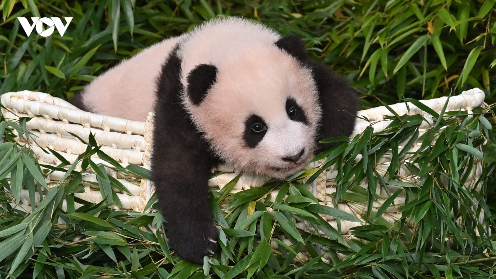Hàng ngàn người hâm mộ Hàn Quốc đội mưa tiễn gấu trúc Phúc Bảo về nước