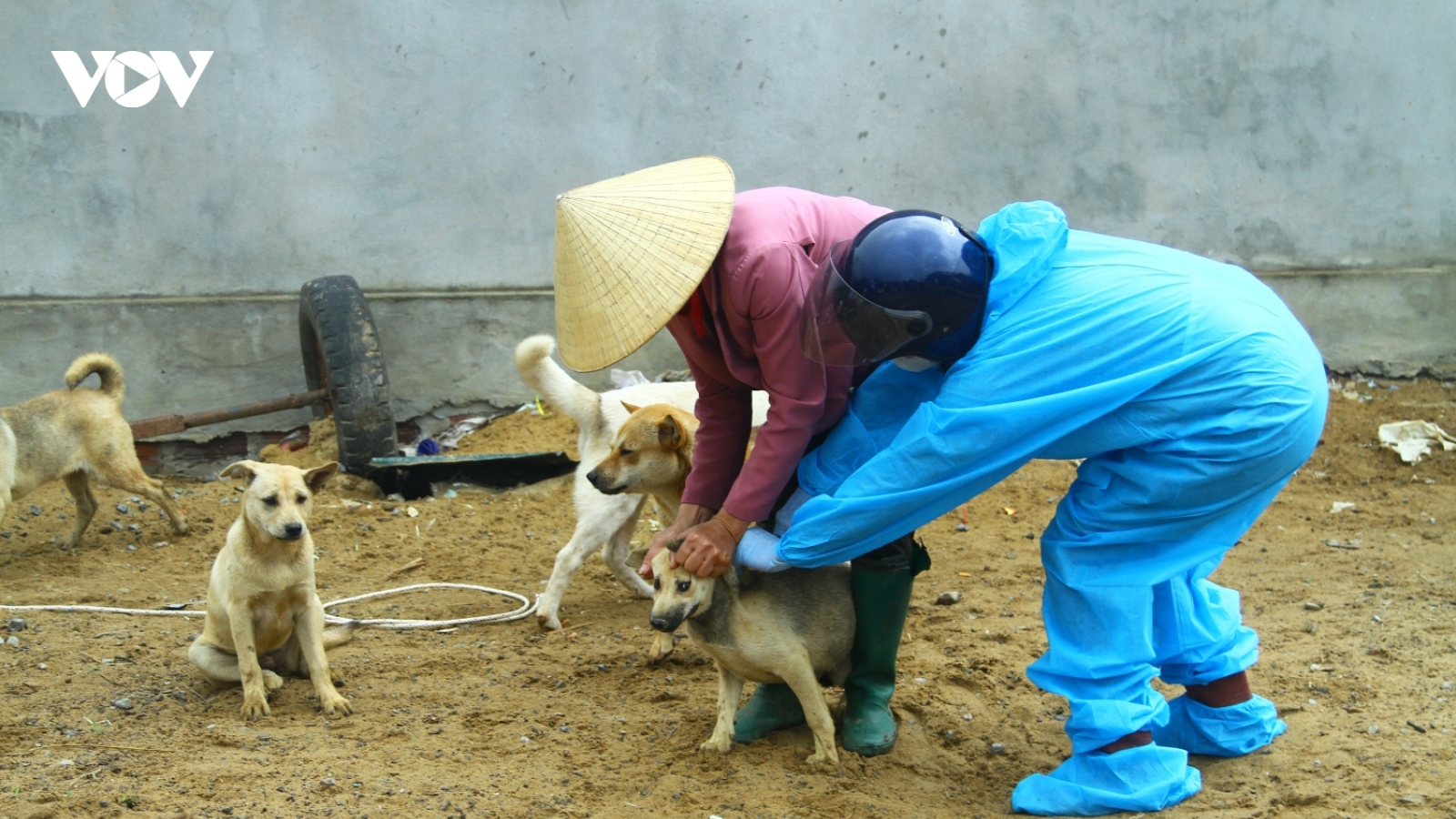 Thủ tướng yêu cầu Quảng Bình kiểm điểm trách nhiệm trong phòng, chống bệnh dại