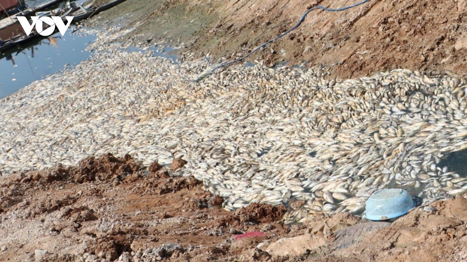 Gần 200 tấn cá chết thối, nổi trắng hồ Sông Mây, Đồng Nai