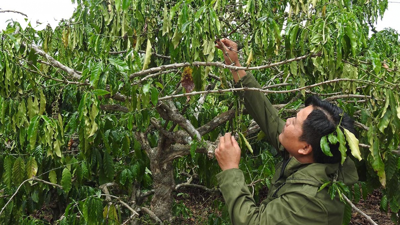 Hàng chục ha cà phê ở huyện Đắk Hà cháy lá, khô cành do nắng nóng