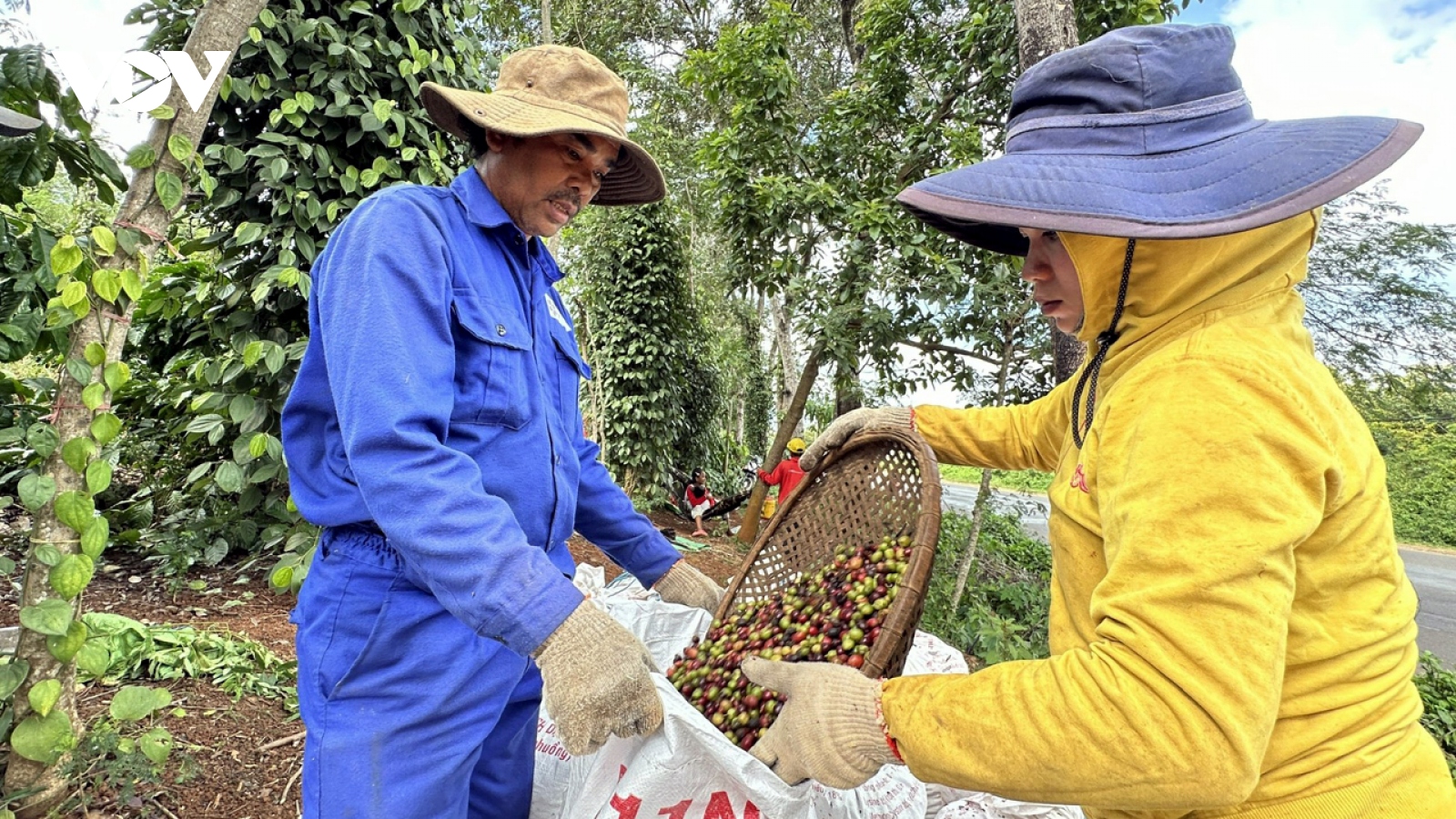 Giá cà phê hôm nay 10/4: Cà phê trong nước lập kỷ lục thu mua 105.000 đồng/kg