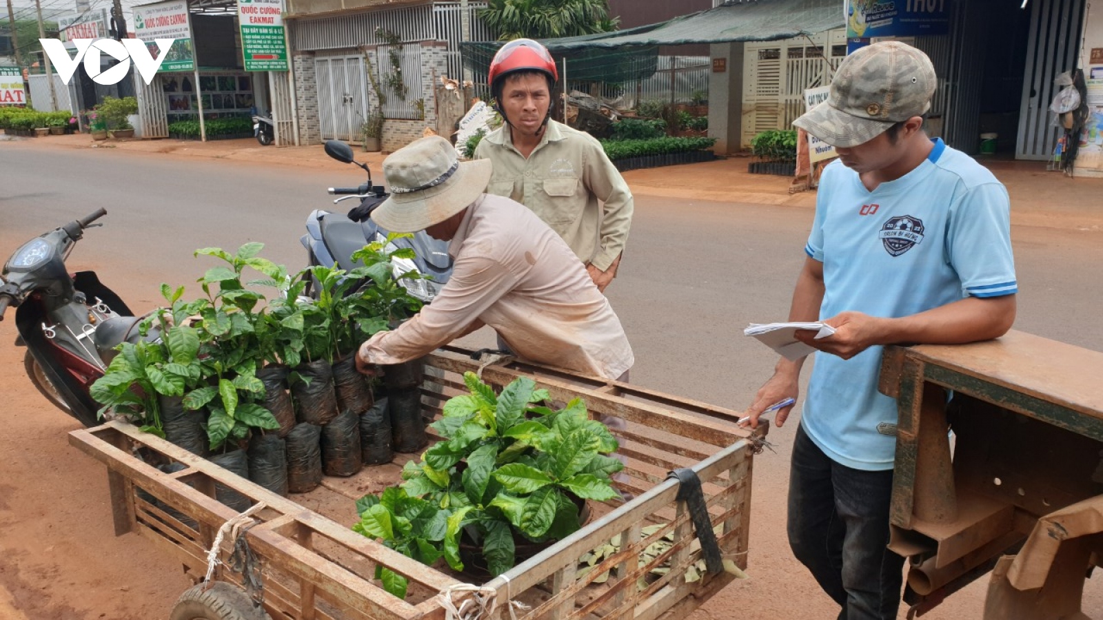 Cây giống cà phê “cháy” chợ chưa từng có