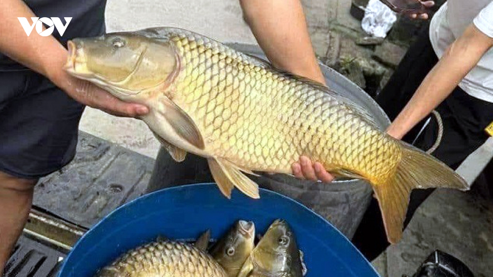 Vì sao cá chép giòn có giá “siêu rẻ”?