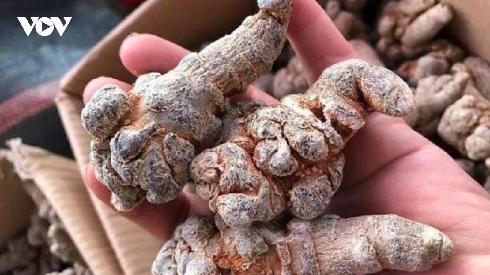 Loại rễ cây ''quý như vàng'' giúp hỗ trợ điều trị ung thư