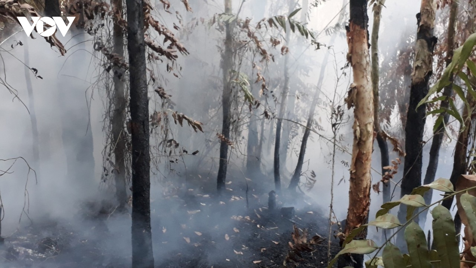 Bạc Liêu kịp thời dập tắt đám cháy rừng tràm