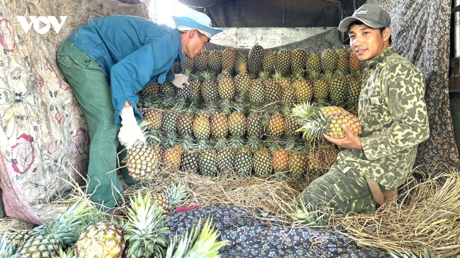 Dứa ngọt trên vùng đất khó ở Krông Bông, Đắk Lắk