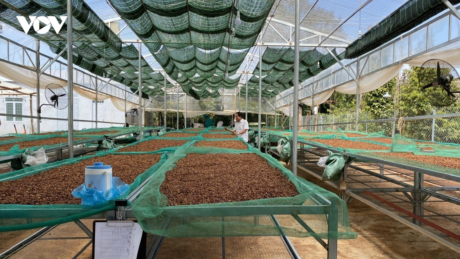 Giá cà phê hôm nay 19/4: Cà phê trong nước - thế giới cùng giảm mạnh