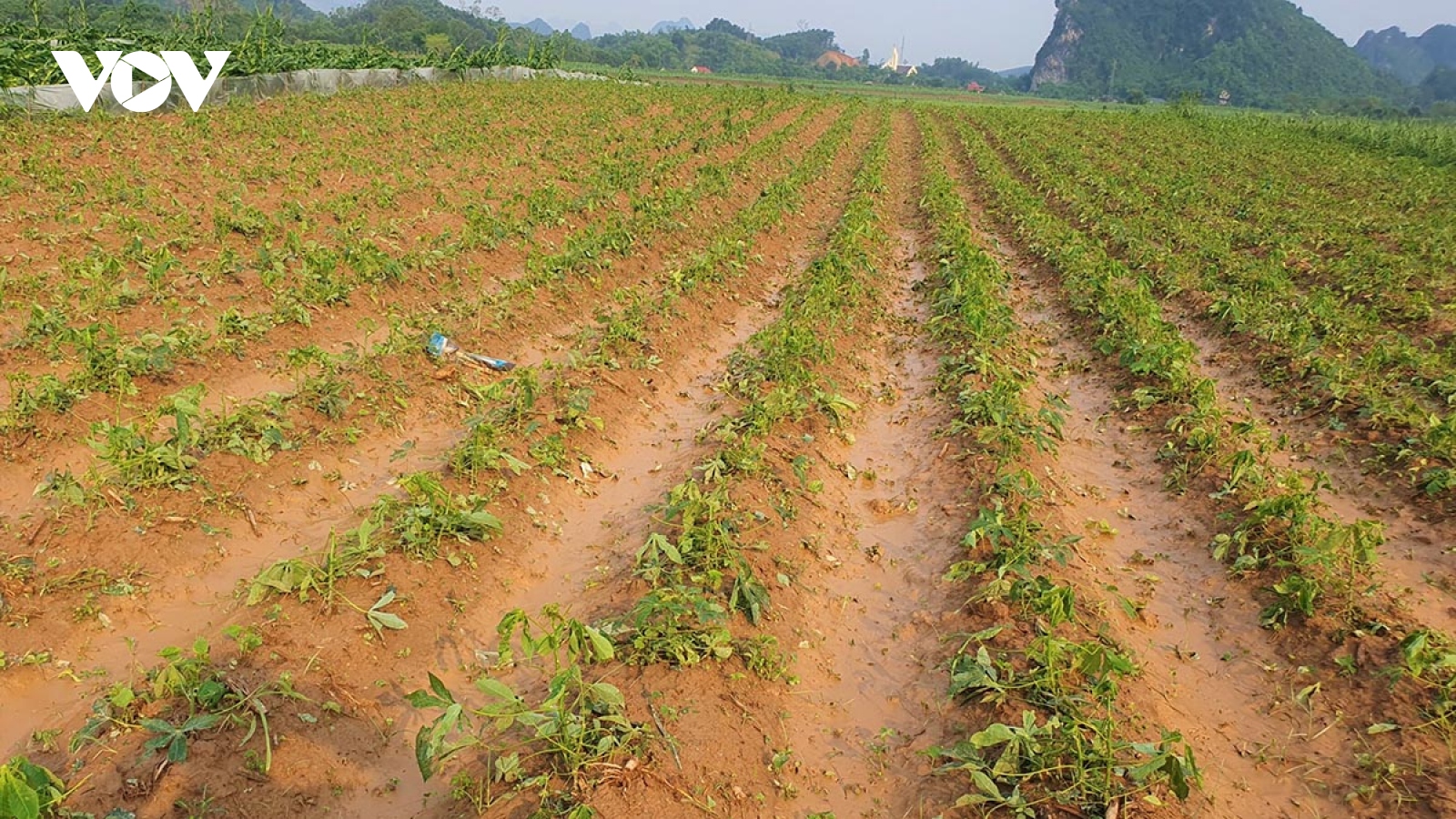 Lốc xoáy kinh hoàng gây thiệt hại hơn 700 ha cây trồng ở huyện miền núi Nghệ An