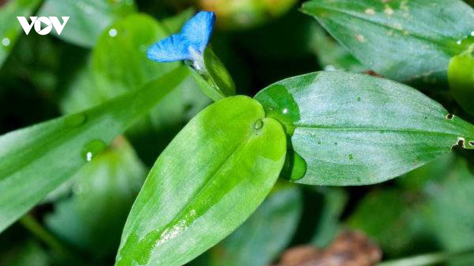 Loại rau dại trước cho lợn ăn giờ "lên đời" thành đặc sản, bán giá cao