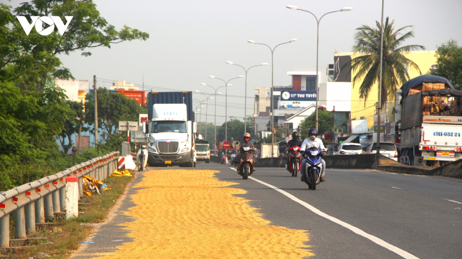 Phơi lúa trên Quốc lộ 1A, nguy cơ mất an toàn giao thông