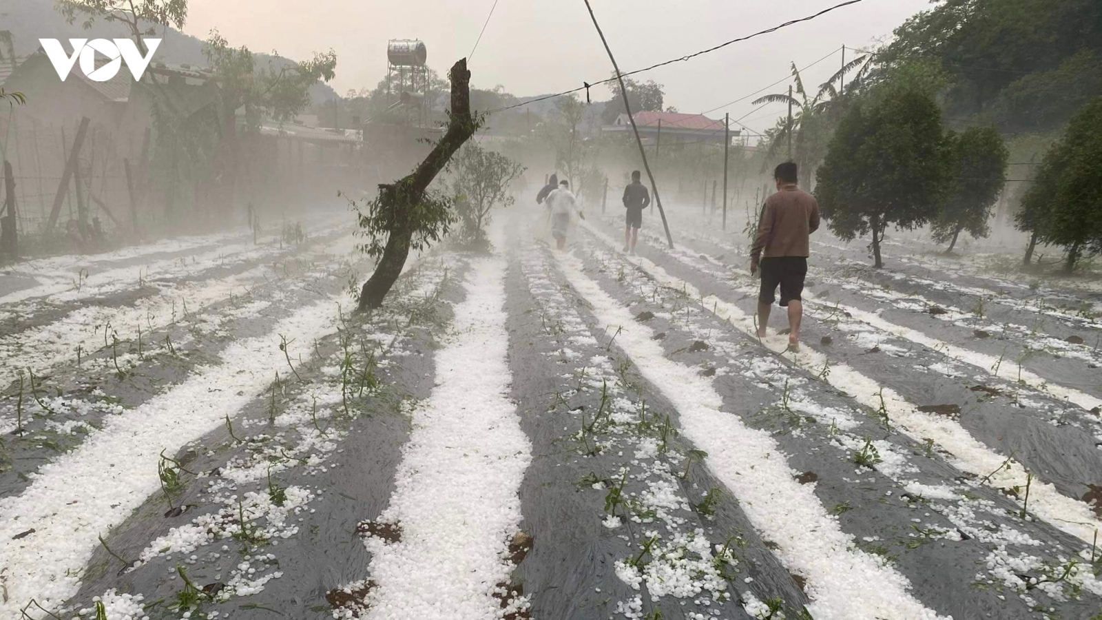 Mưa đá xuất hiện ở Sơn La gây thiệt hại rau màu của người dân