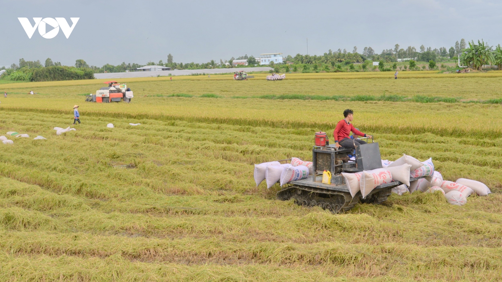 Đồng bằng sông Cửu Long: Tư duy mới – Giá trị mới
