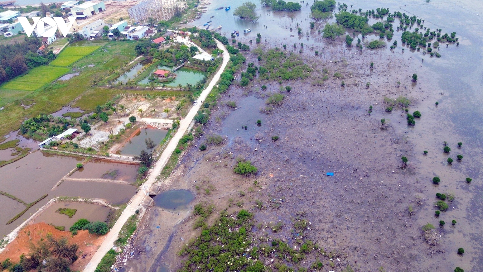 Đã tìm ra nguyên nhân gần 7ha rừng ngập mặn chết khô ở Quảng Nam