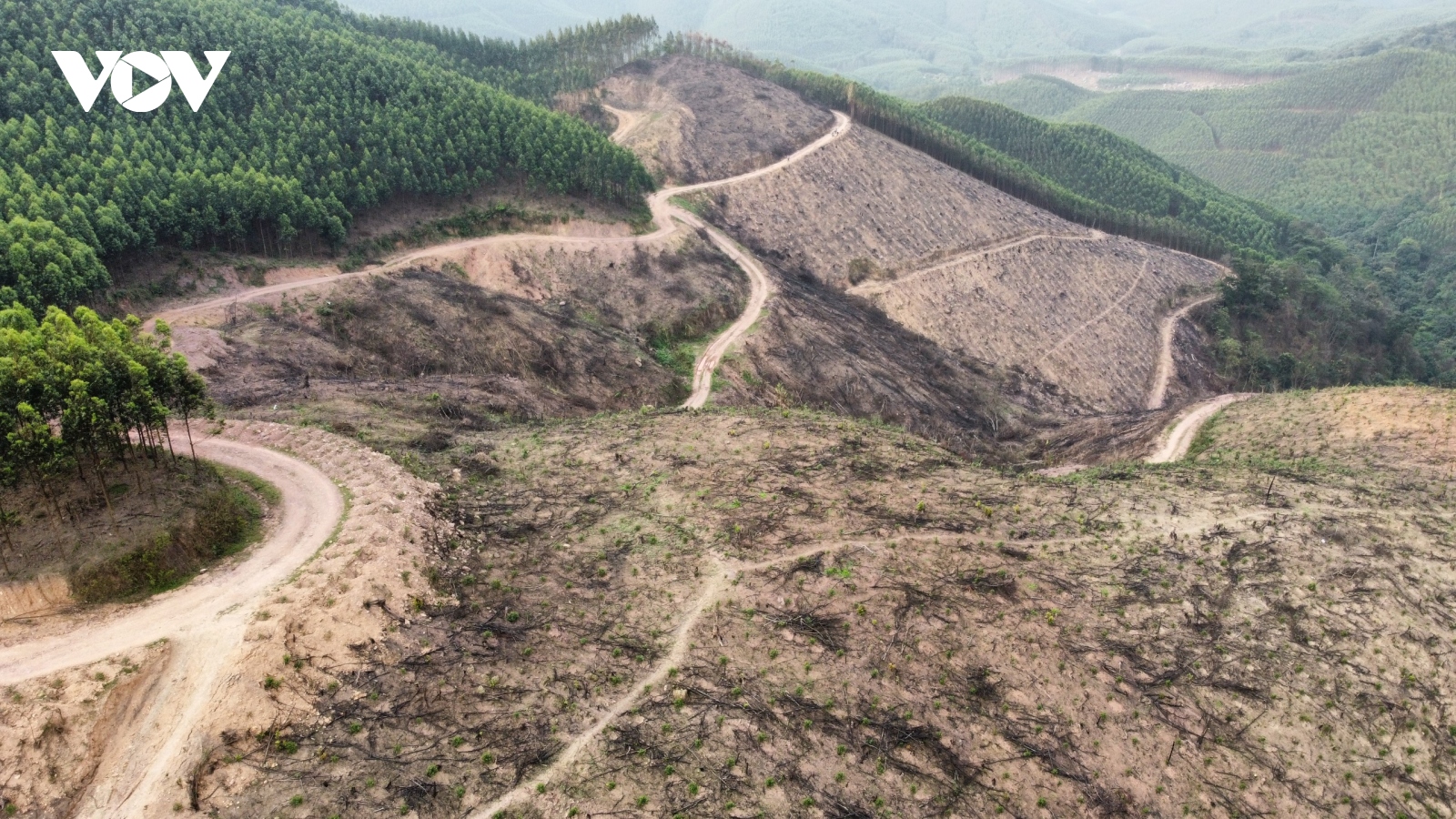 Khởi tố vụ hủy hoại hơn 10ha rừng tự nhiên ở Bắc Giang