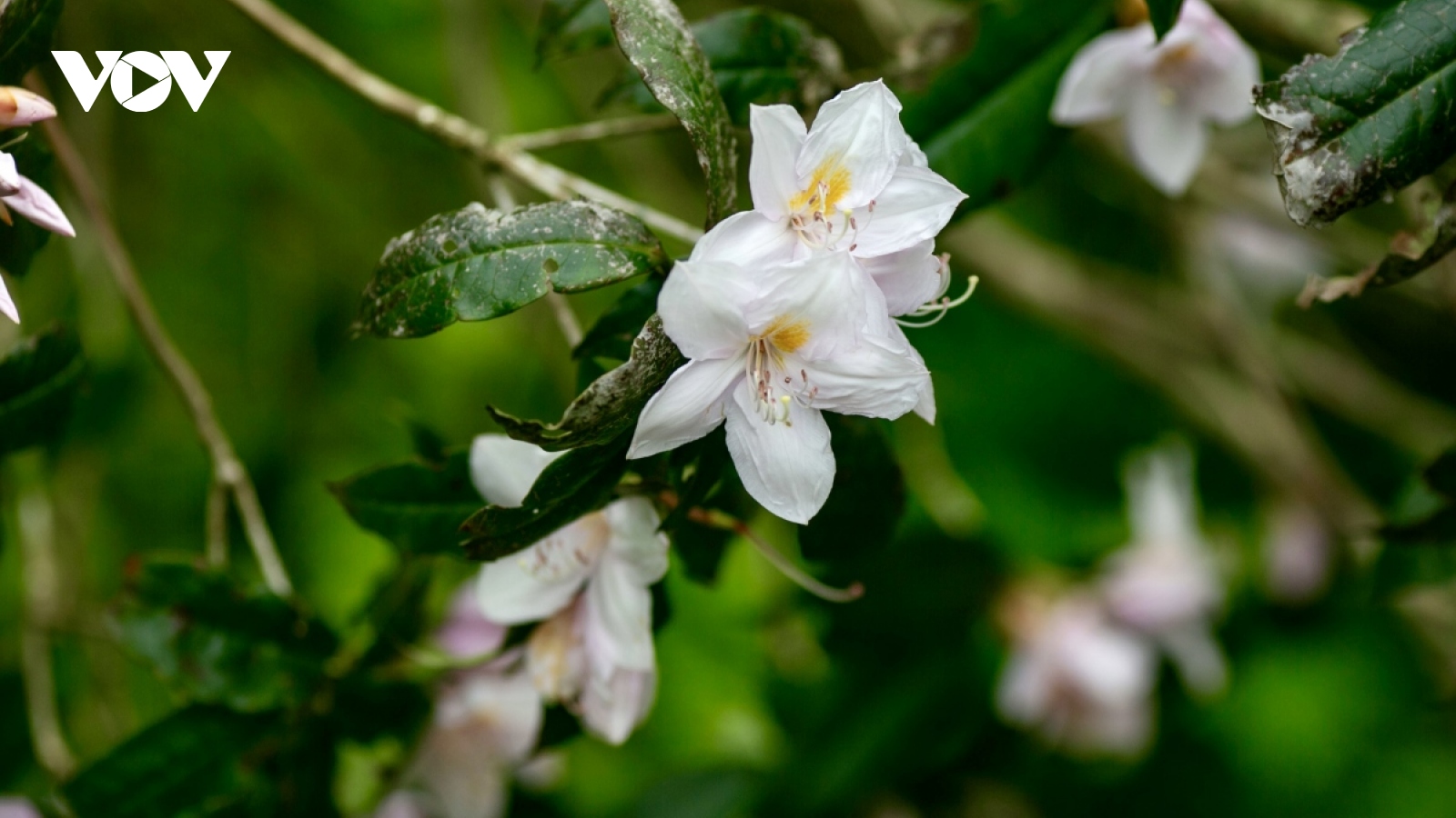 Flowers bloom on the summit of Phia Oac