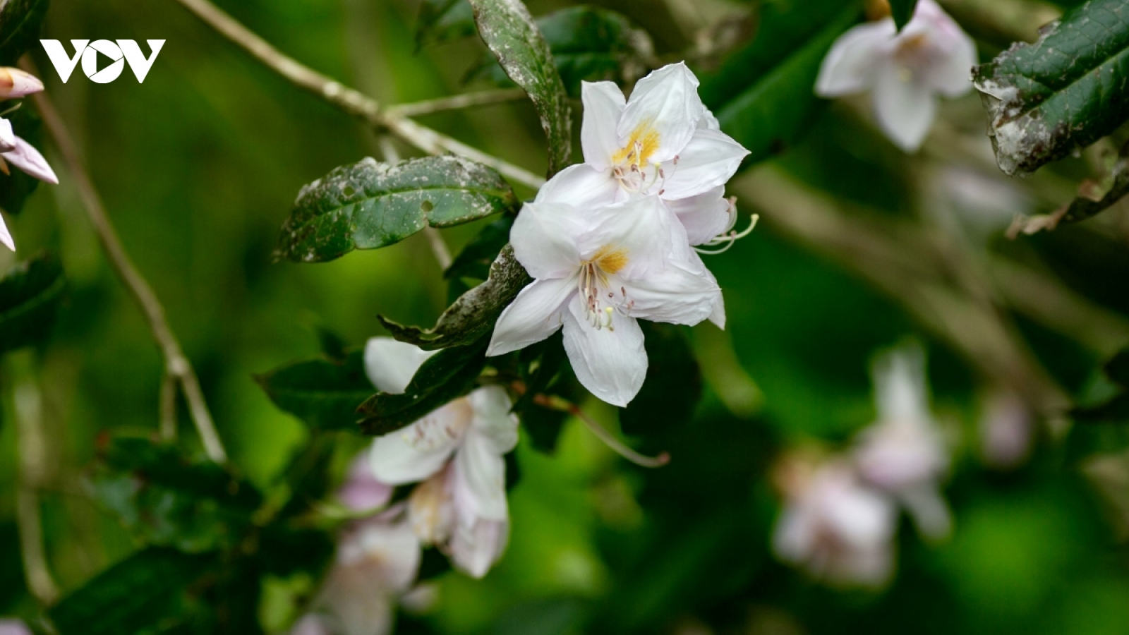 Flowers bloom on the summit of Phia Oac