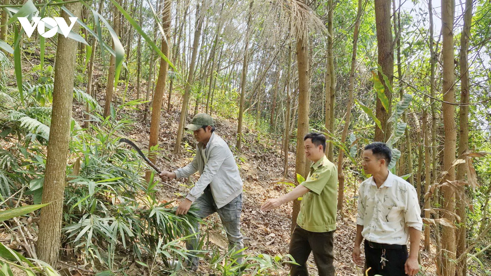 Quảng Nam chủ động phòng cháy rừng mùa nắng nóng