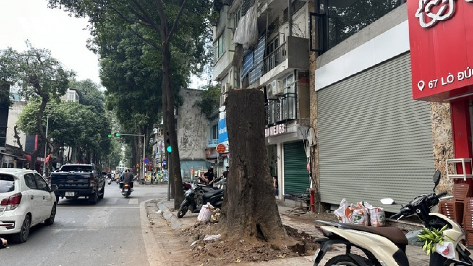 Sau vụ 3 cây sao đen trăm tuổi chết khô: Yêu cầu người dân ký cam kết bảo vệ cây