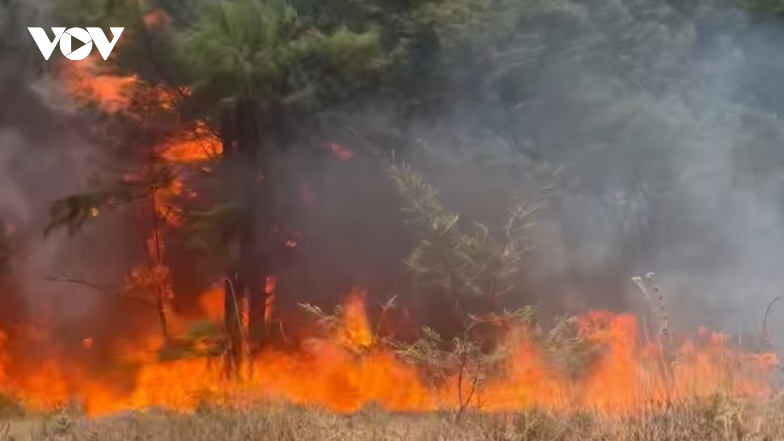 Cháy rừng ven biển ở Quảng Bình thời điểm nắng nóng gay gắt