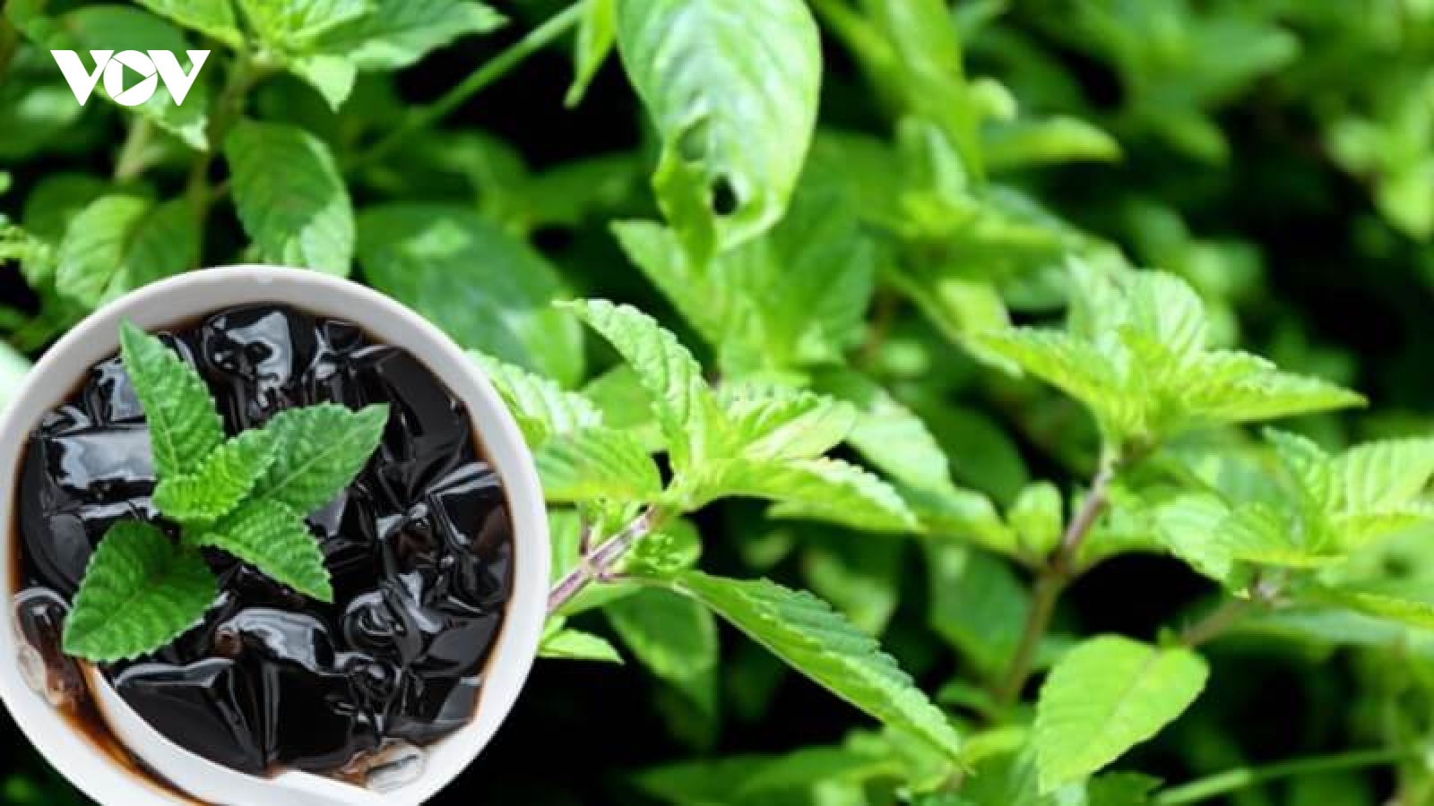 “Săn” cây đặc sản miền núi để giải nhiệt