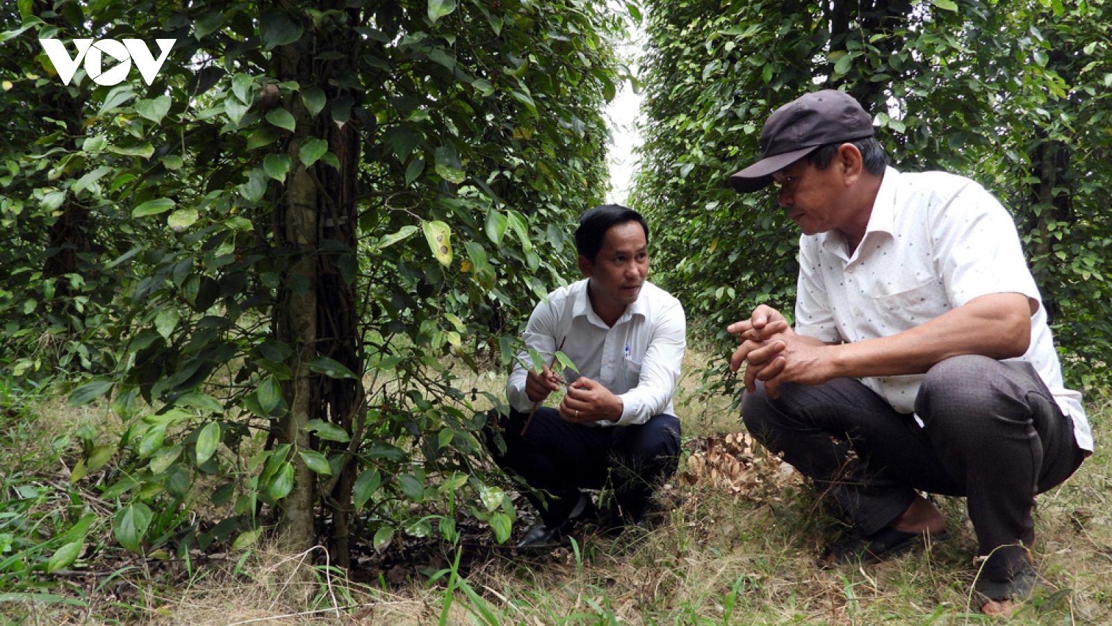 Giá hồ tiêu tăng cao nhưng người dân Bình Phước vẫn không vui