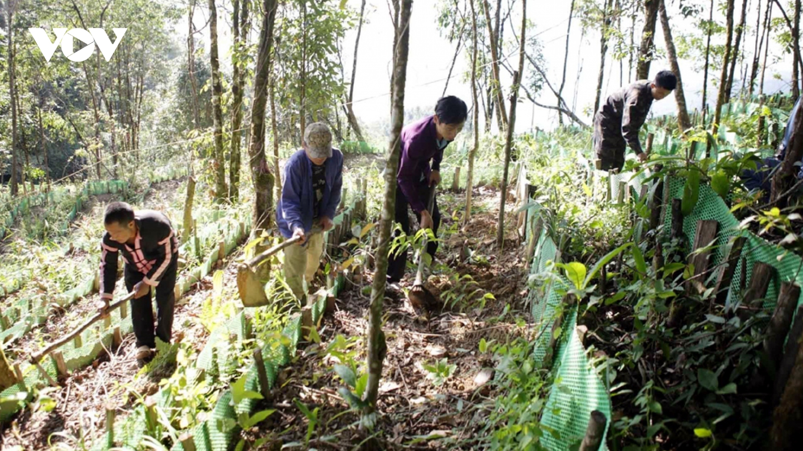 Lai Châu phấn đấu phát triển 3.000 ha sâm vào năm 2030