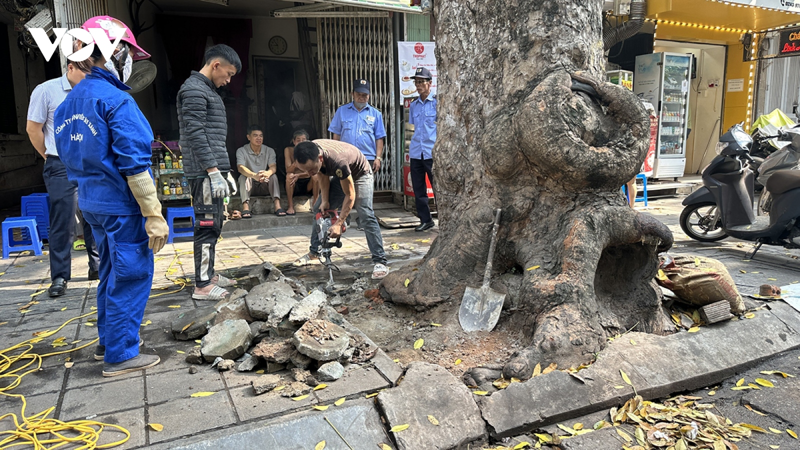 Phá dỡ bê tông "cởi trói" cho hàng cây sao đen trên tuyến phố Lò Đúc