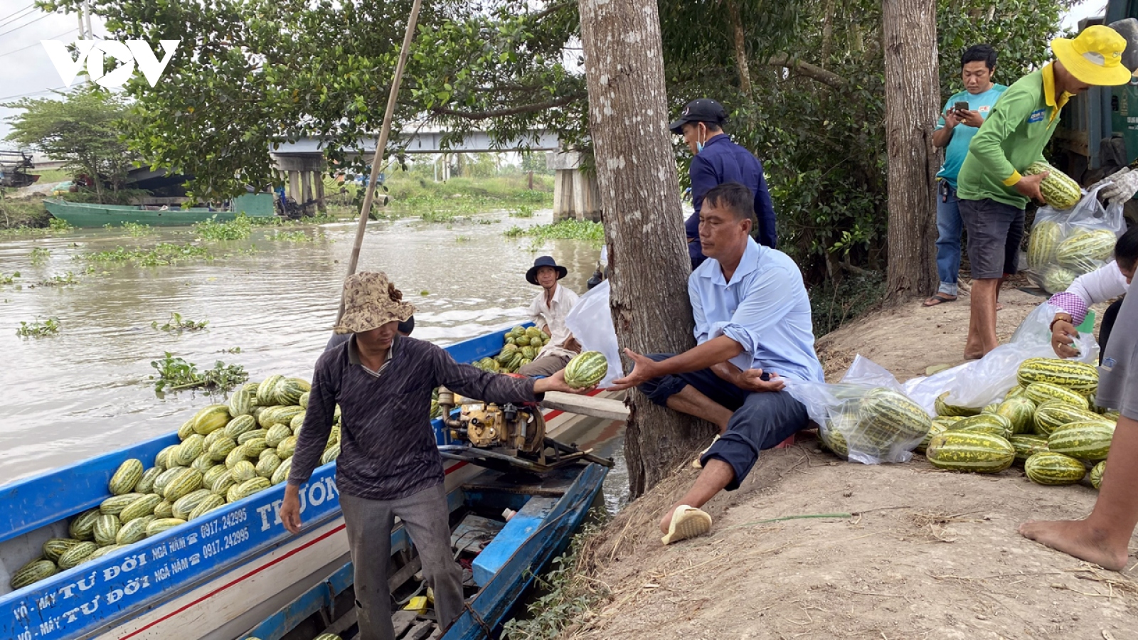 Nông dân Hậu Giang phấn khởi vì dưa gang tăng giá