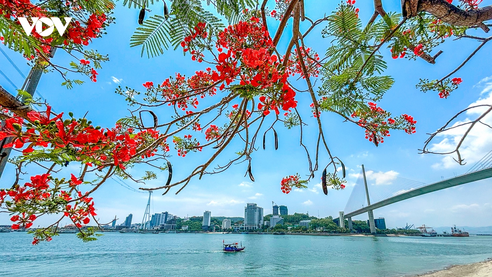 Sắc hè rực rỡ trên phố biển Hạ Long