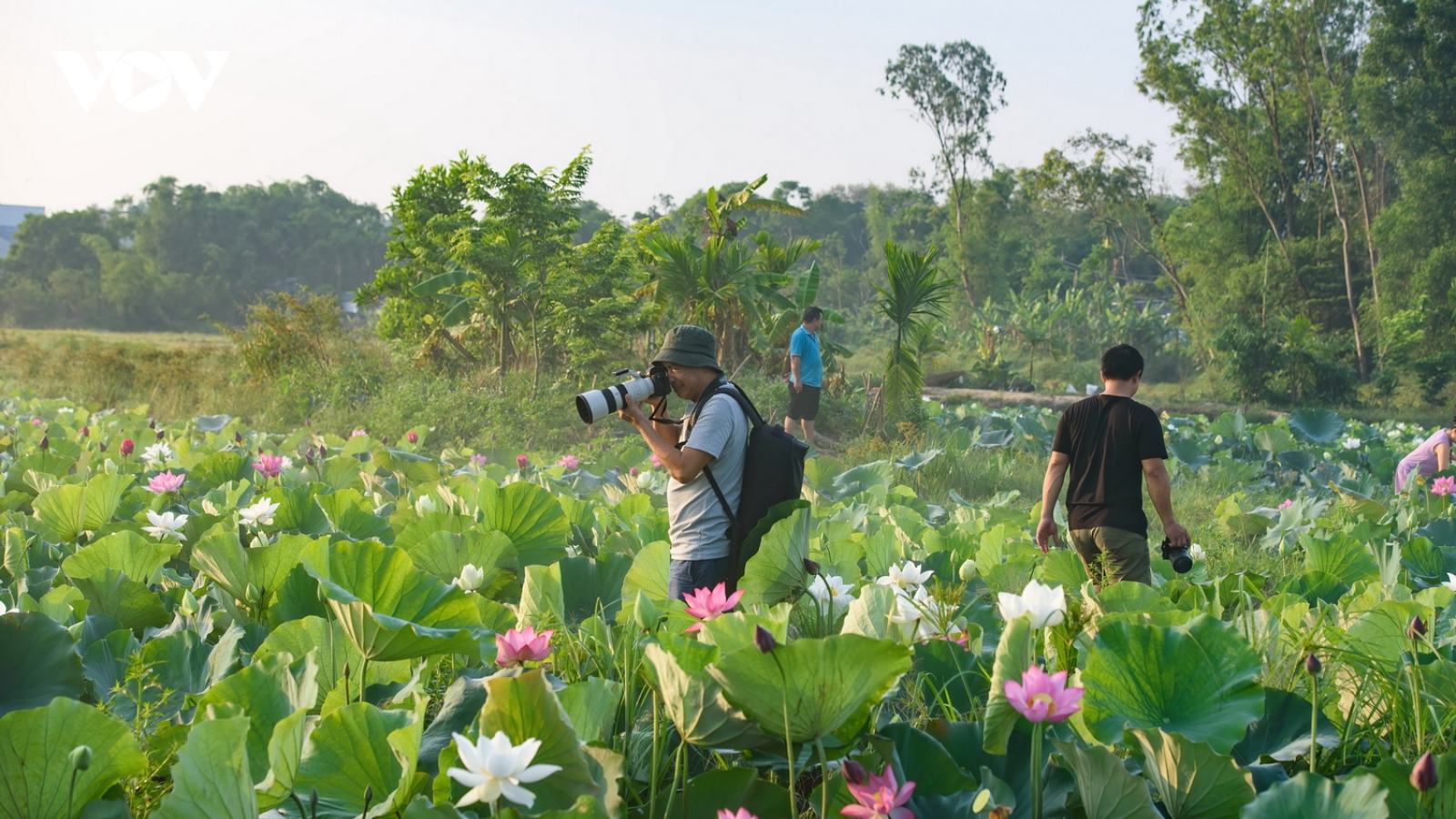 Bình yên mùa sen trắng xứ Huế