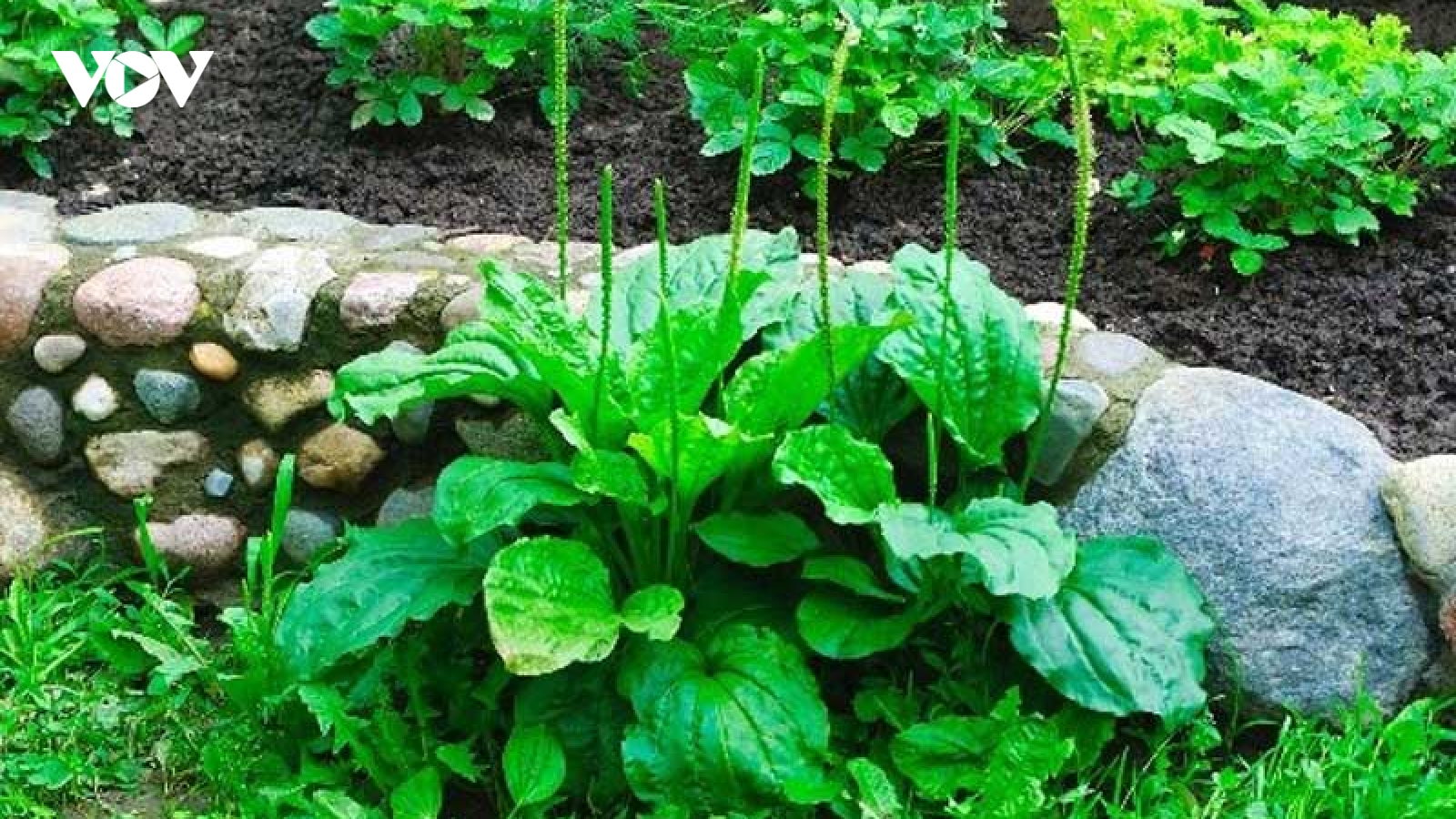 Nước lá mã đề có tác dụng chữa bệnh tuyệt vời ra sao?