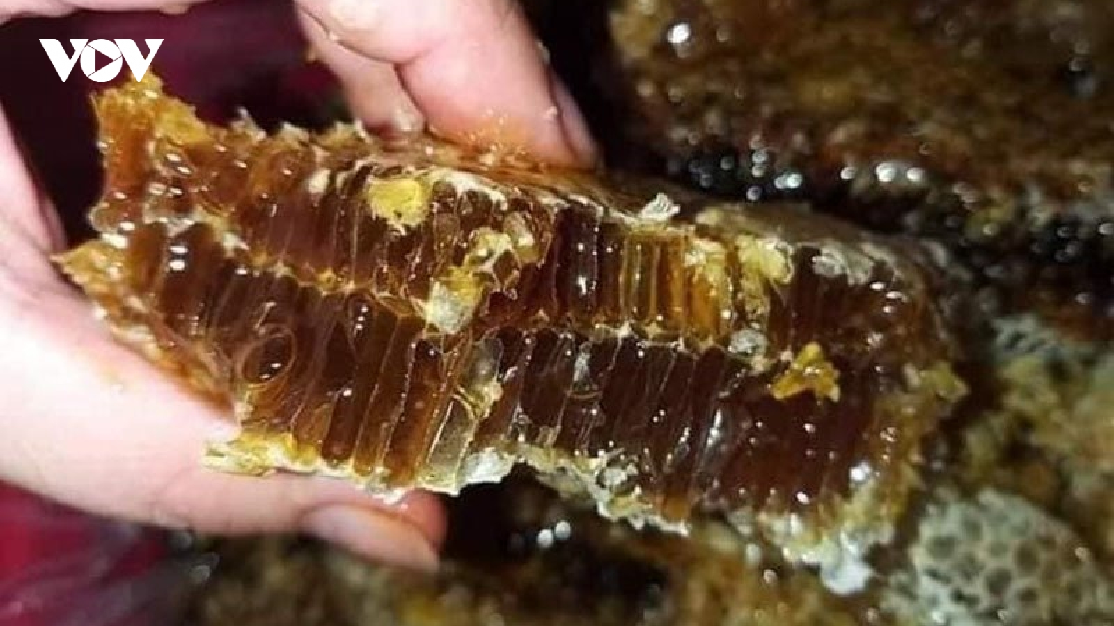 Loại mật đen siêu hiếm, hàng triệu đồng 1 lít vẫn khó mua