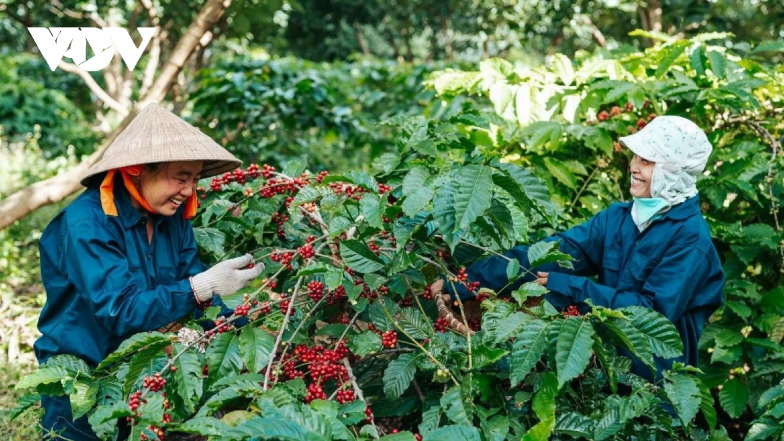 Rào cản nào khiến nông sản vùng Tây Nguyên khó ra thị trường thế giới?