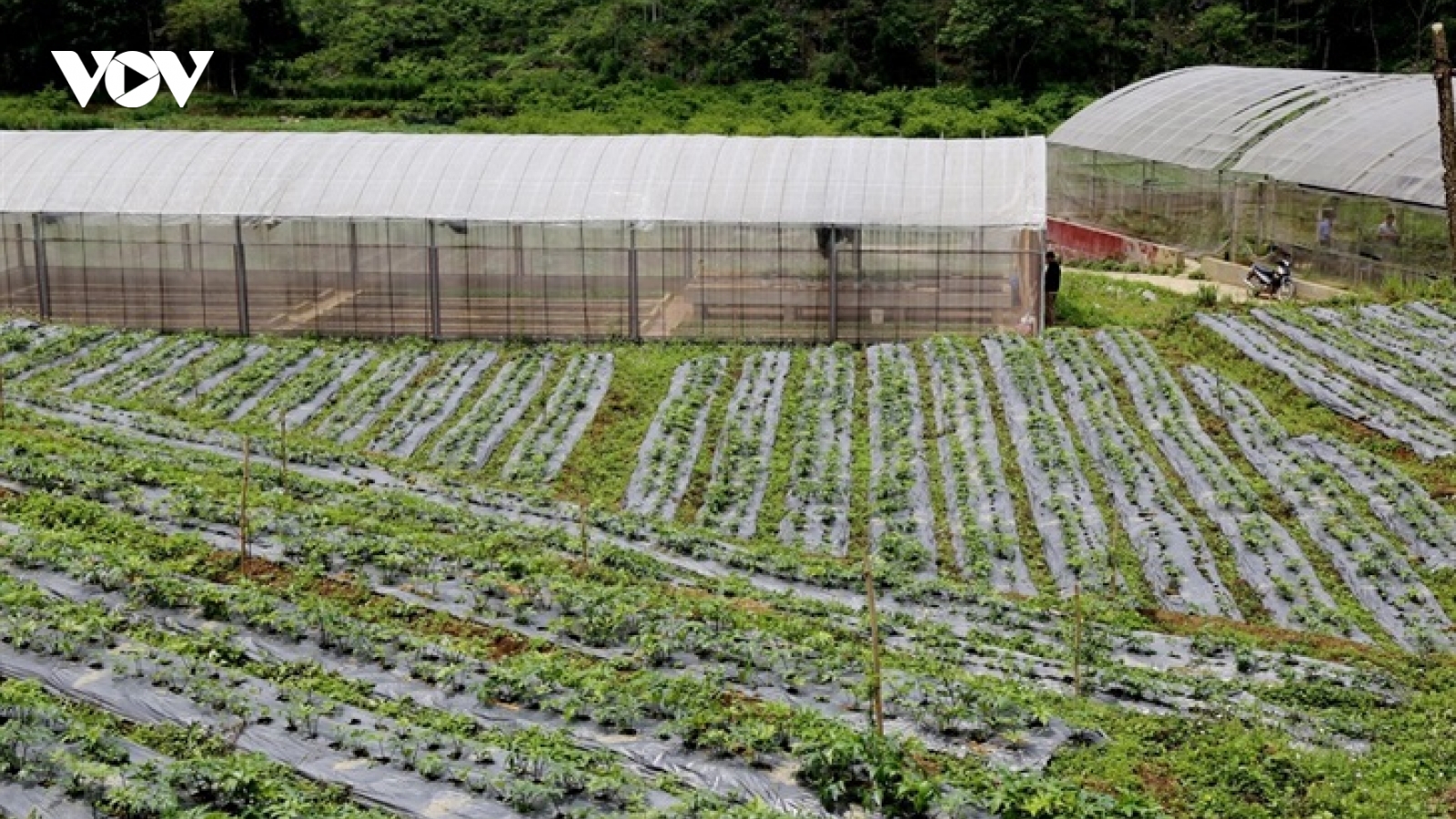 Thủ tướng chỉ đạo tháo gỡ khó khăn trong xuất khẩu dược liệu
