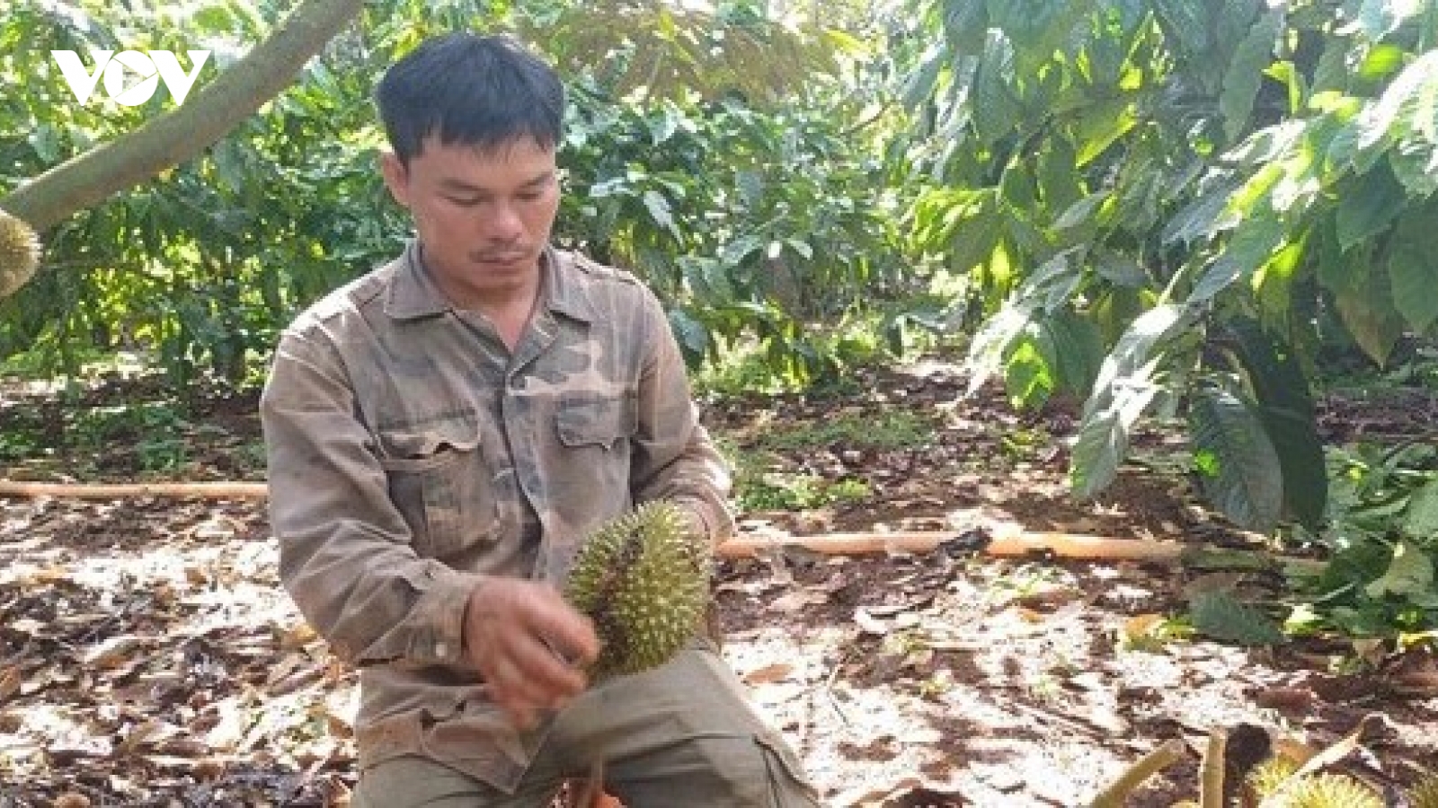 Kẻ xấu liên tiếp phá hoại vườn sầu riêng tại Đắk Lắk