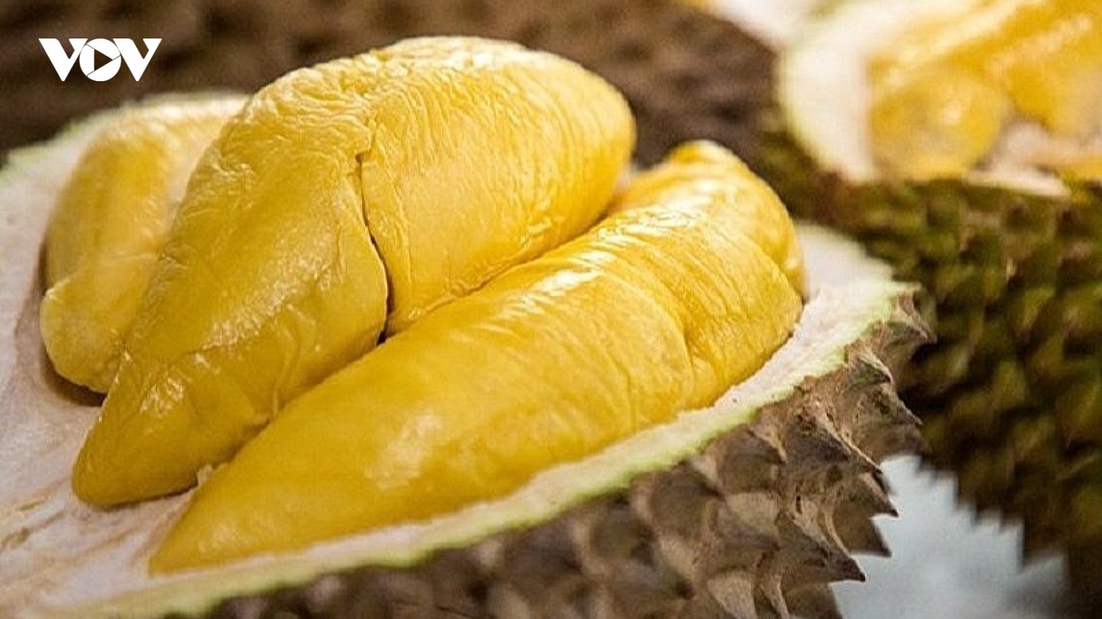 Sầu riêng Ri6 giảm mạnh, chỉ còn 50.000 đồng/kg