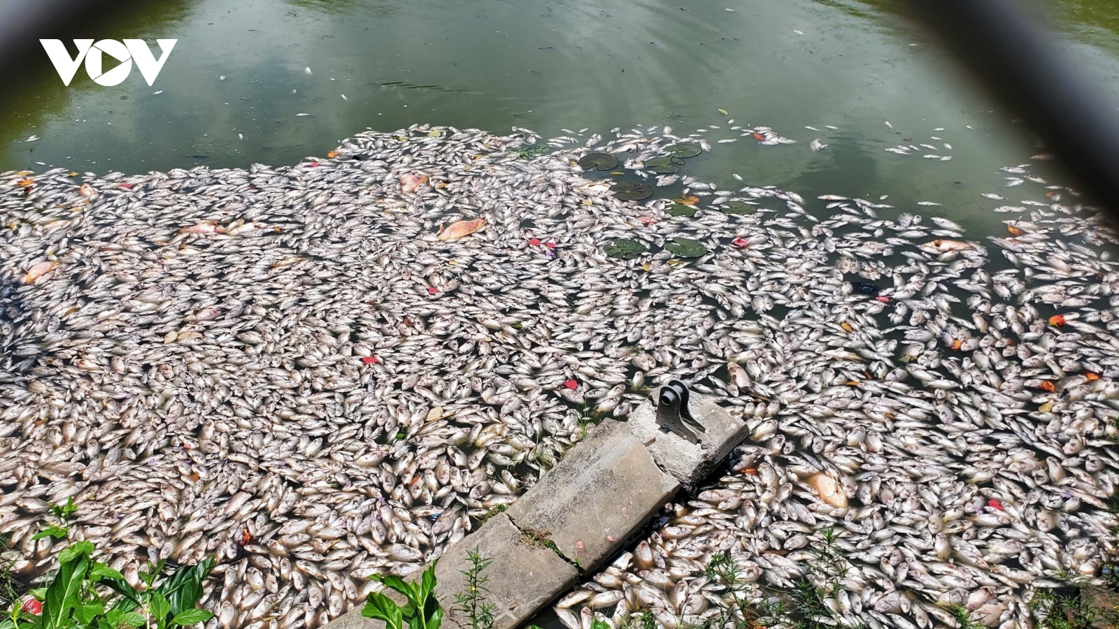 Hàng tấn cá chết ở hồ sinh thái Bàu Sen do oxy hòa tan quá thấp